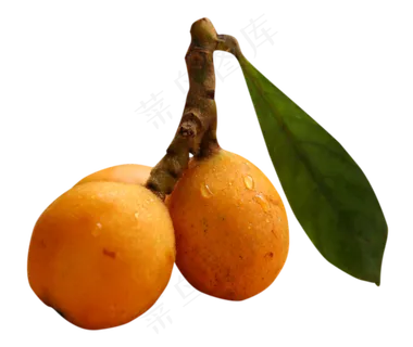 新鲜水果枇杷 新鲜水果枇杷