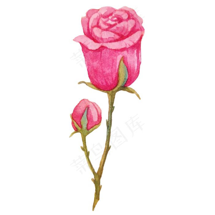 粉色花朵玫瑰蔷薇(2000X2000(DPI:300))psd模版下载