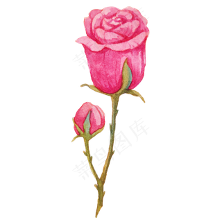 粉色花朵玫瑰蔷薇