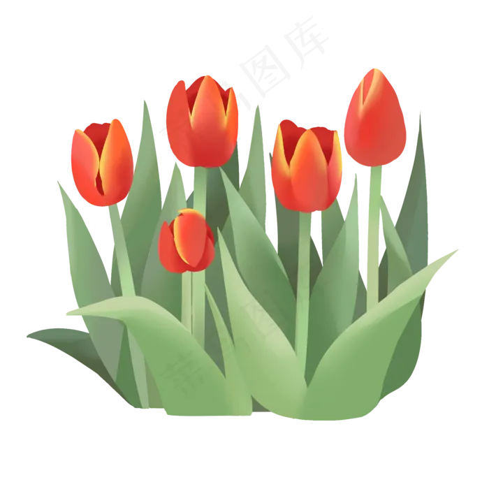 手绘鲜花装饰素材郁金香荷兰花(2000X2000(DPI:300))psd模版下载