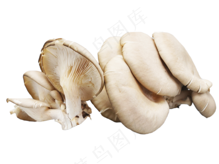 野生蘑菇平菇,免抠元素