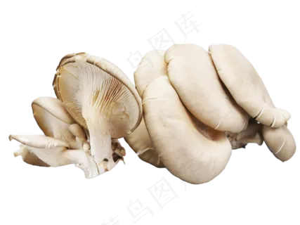 野生蘑菇平菇,免抠元素