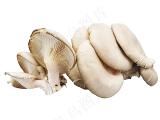 野生蘑菇平菇,免抠元素