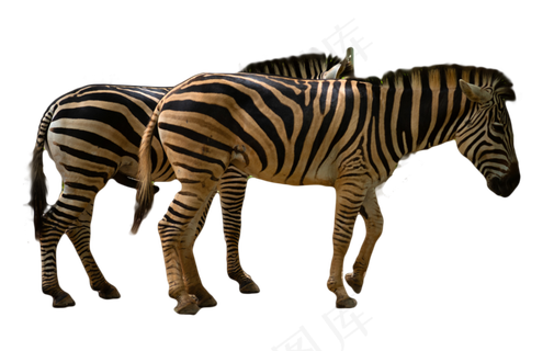 树下正在进食的两只斑马,免抠元素