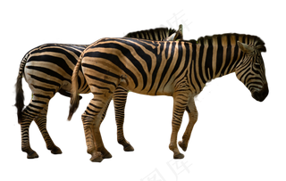 树下正在进食的两只斑马,免抠元素