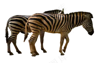 树下正在进食的两只斑马,免抠元素