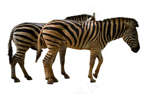 树下正在进食的两只斑马,免抠元素 树下正在进食的两只斑马,免抠元素