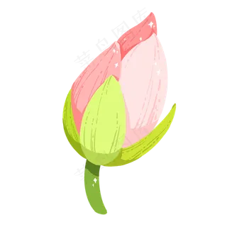 夏天粉色花骨朵