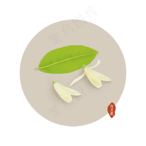 二十四节气白兰花
