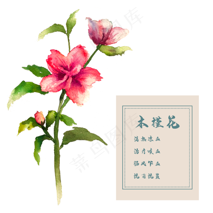 木槿花花类中草药水彩植物花卉