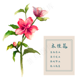 木槿花花类中草药水彩植物花卉