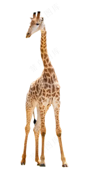黄色动物长颈鹿,免抠元素