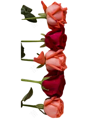 玫瑰鲜花