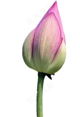 含苞待放的荷花