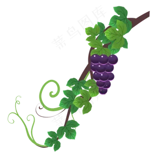 水果藤蔓紫葡萄