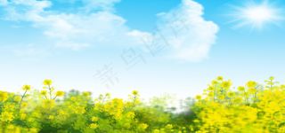 春天油菜花田野金黄色花图片