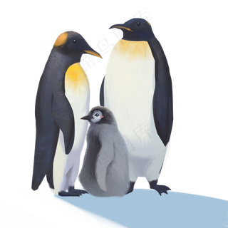 手绘动物世界之企鹅一家三口,免抠元素