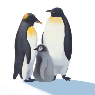 手绘动物世界之企鹅一家三口,免抠元素