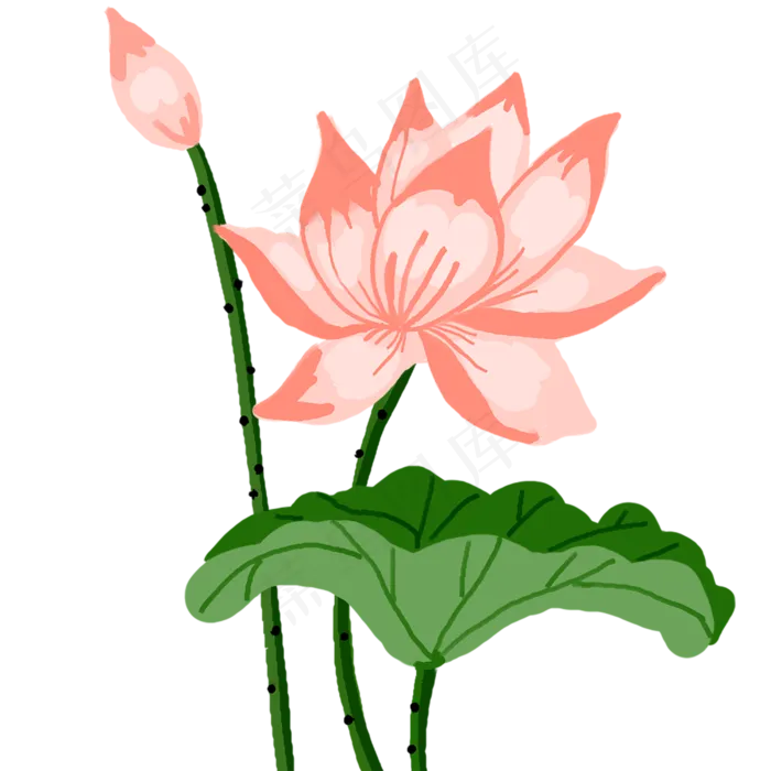 粉色荷花花苞(2500X2500(DPI:300))psd模版下载