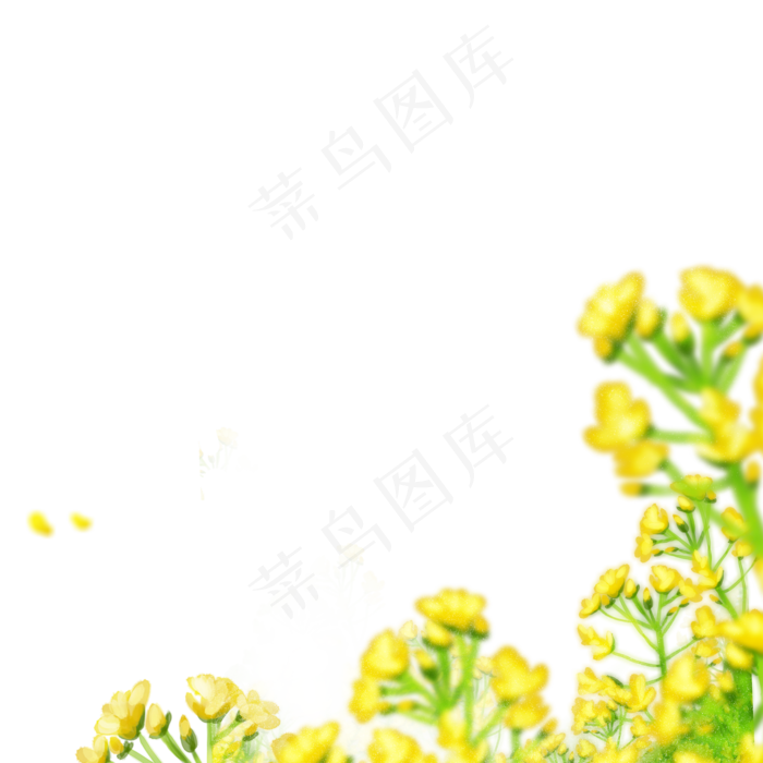 春天黄色油菜花免抠图(2000X2000(DPI:300))psd模版下载