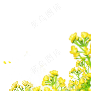 春天黄色油菜花免抠图