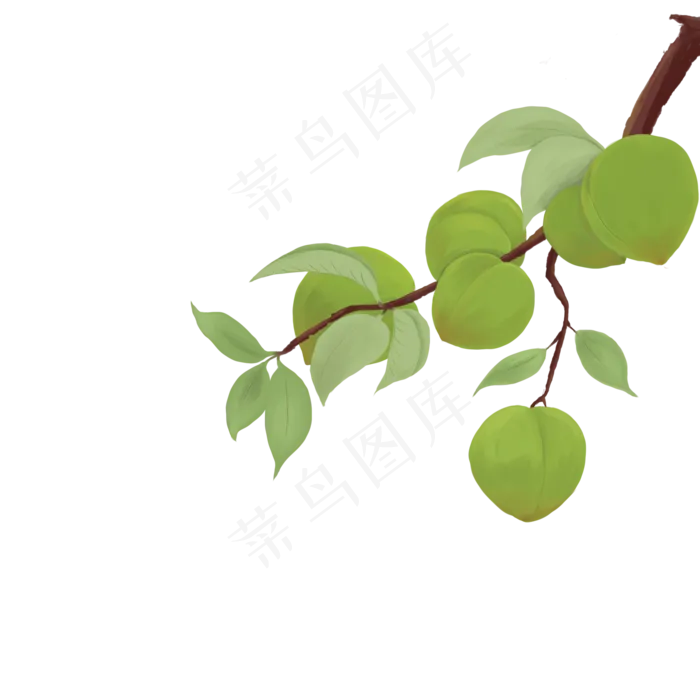 芒种青梅树枝绿色(2000X2000(DPI:300))psd模版下载