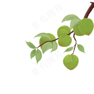 芒种青梅树枝绿色
