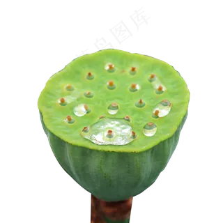 绿色的莲蓬和水珠