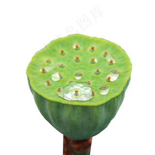 绿色的莲蓬和水珠