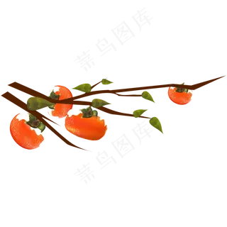 立冬霜降水果柿子