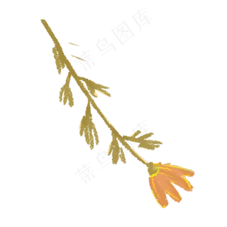 一棵半开的小菊花