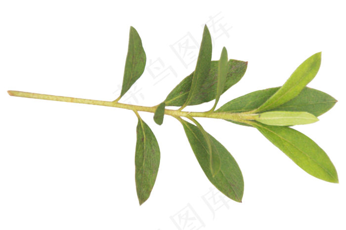 绿色叶子锦绣杜鹃