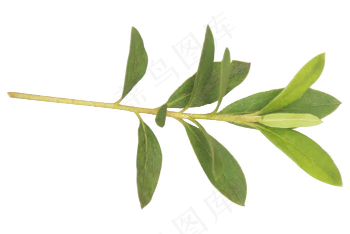 绿色叶子锦绣杜鹃(3000X3000(DPI:300))