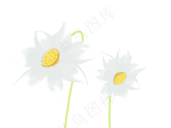池塘中的白色莲花
