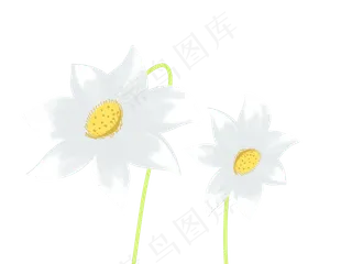 池塘中的白色莲花