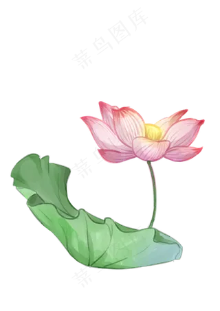 手绘夏日荷花PNG下载