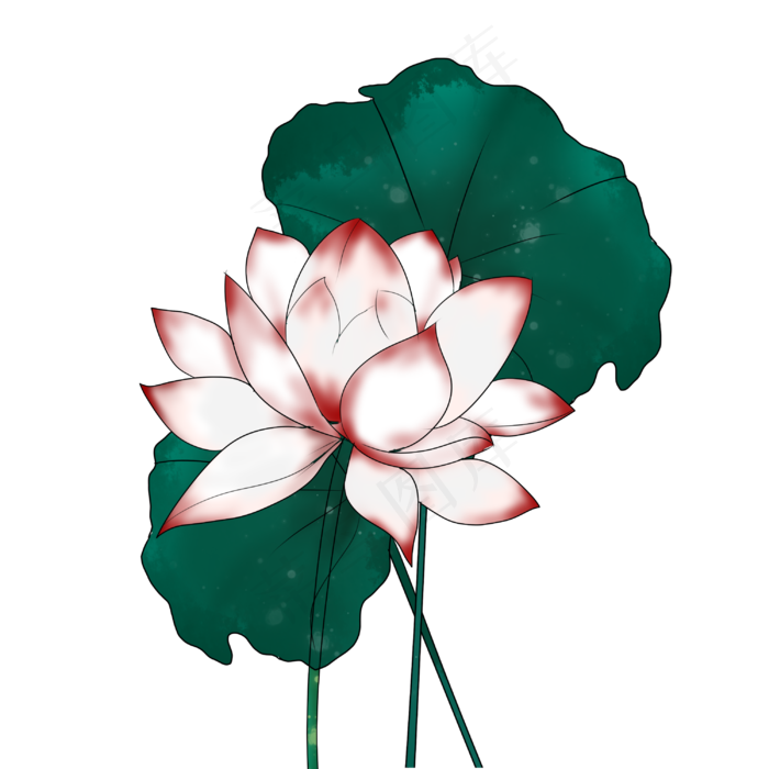 荷花荷叶手绘装饰图案(3000X3000(DPI:300))psd模版下载