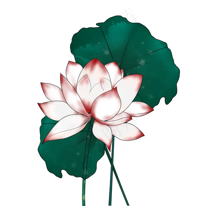 荷花荷叶手绘装饰图案(3000X3000(DPI:300))psd模版下载