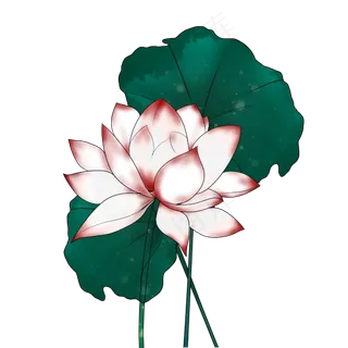 荷花荷叶手绘装饰图案