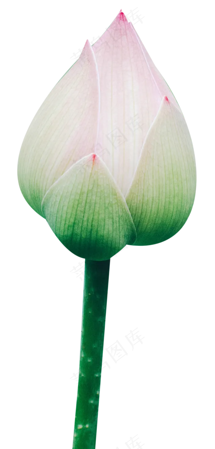 荷花花苞(1440X3010(DPI:240))psd模版下载