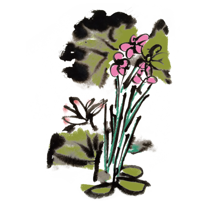 夏天清凉芙蓉手绘水墨(4000X4000(DPI:300))psd模版下载