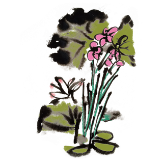 夏天清凉芙蓉手绘水墨