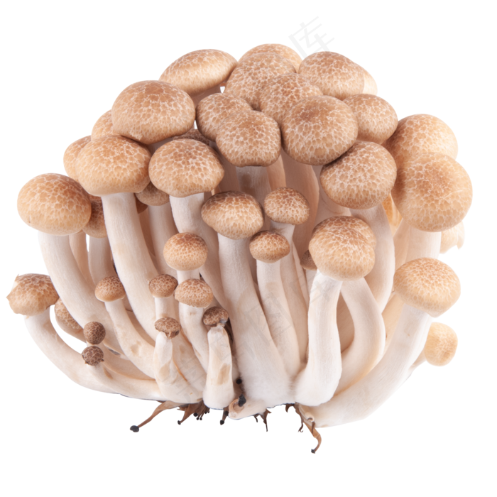 棕色蟹味菇,免抠元素