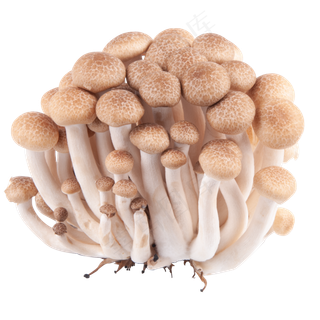 棕色蟹味菇,免抠元素