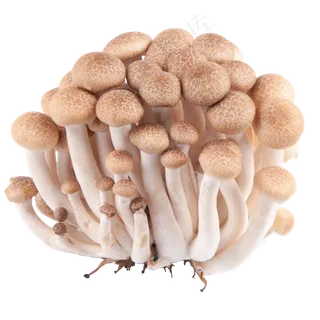 棕色蟹味菇,免抠元素