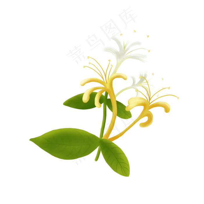 手绘金银花,免抠元素(2480X2480(DPI:300))psd模版下载