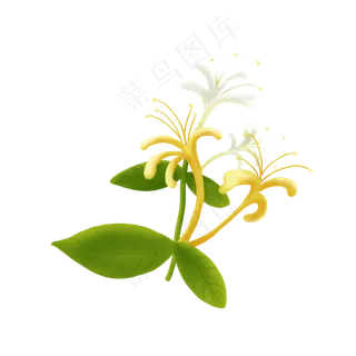 手绘金银花,免抠元素