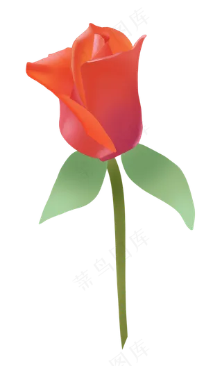 节日浪漫玫瑰花朵