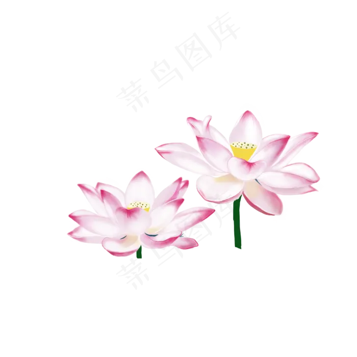 复古手绘荷花植物花卉设计可商用(2000X2000(DPI:300))psd模版下载