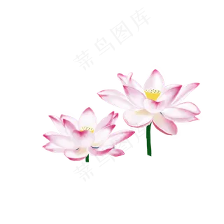 复古手绘荷花植物花卉设计可商用